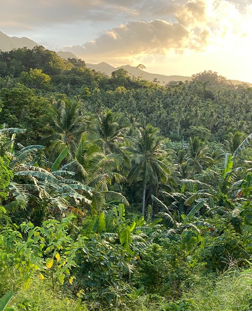 One Tree Initiative in Asia