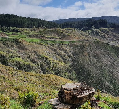 New Zealand Tree Program Update 2021