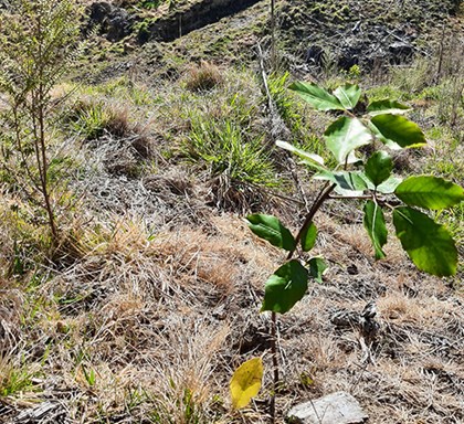 Jac One Tree Initiative continues in New Zealand with the Waingake Restoration Project