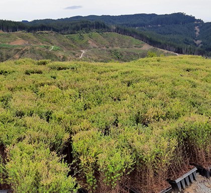 New Zealand Tree Planting Program Update 2022