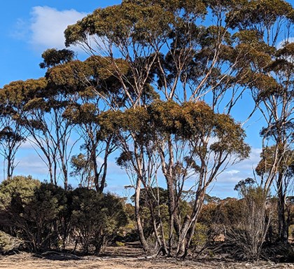 Australian tree planting thrives in 2024 with Jac One Tree Initiative