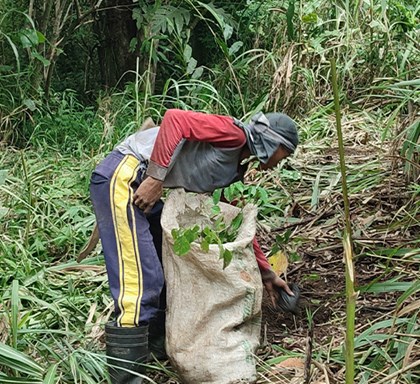 100K Trees Planted!-Asia