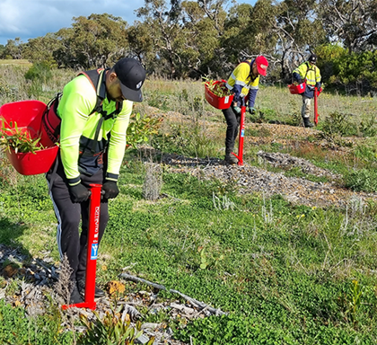 South West, WA Tree Planting Update