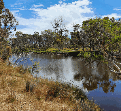 100K Trees Planted!-Australia