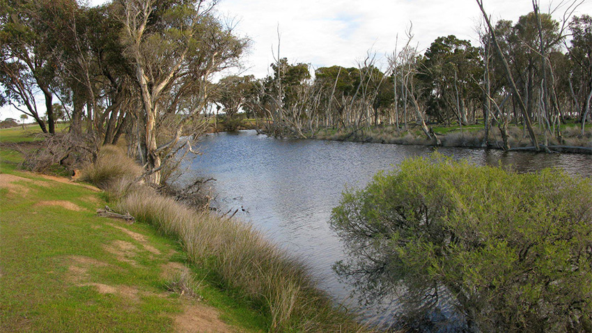 New Western Australia Tree Planting Program