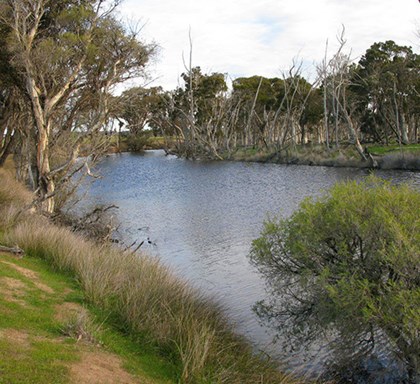 New Western Australia Tree Planting Program