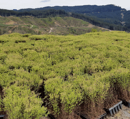 100K Trees Planted!-New Zealand