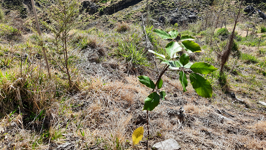 Jac One Tree Initiative continues in New Zealand with the Waingake Restoration Project