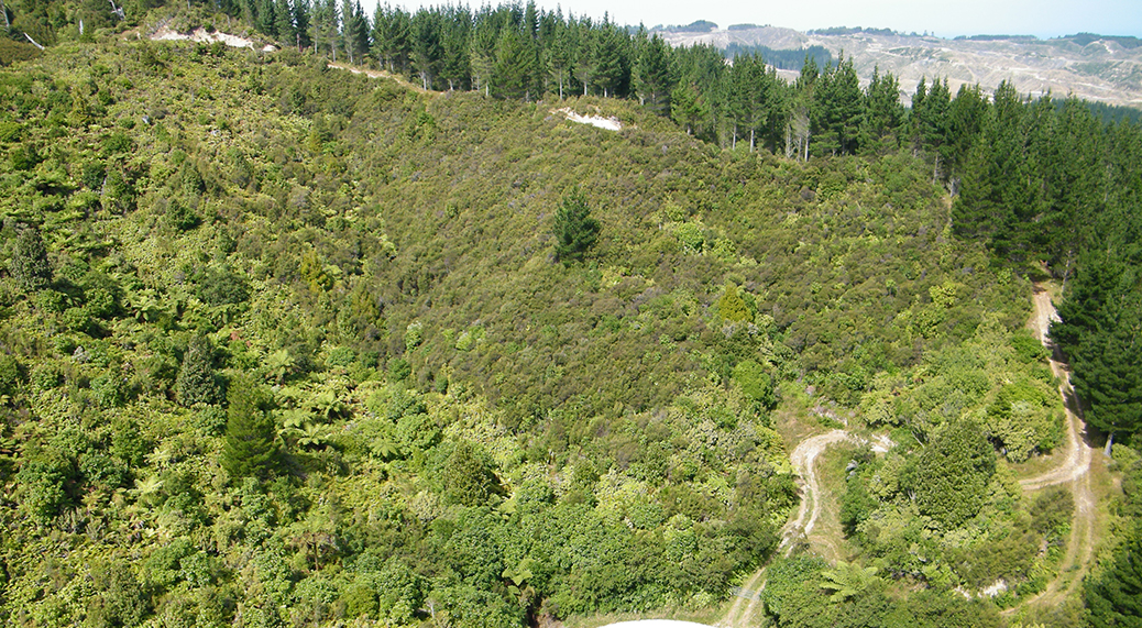 New tree planting program in New Zealand