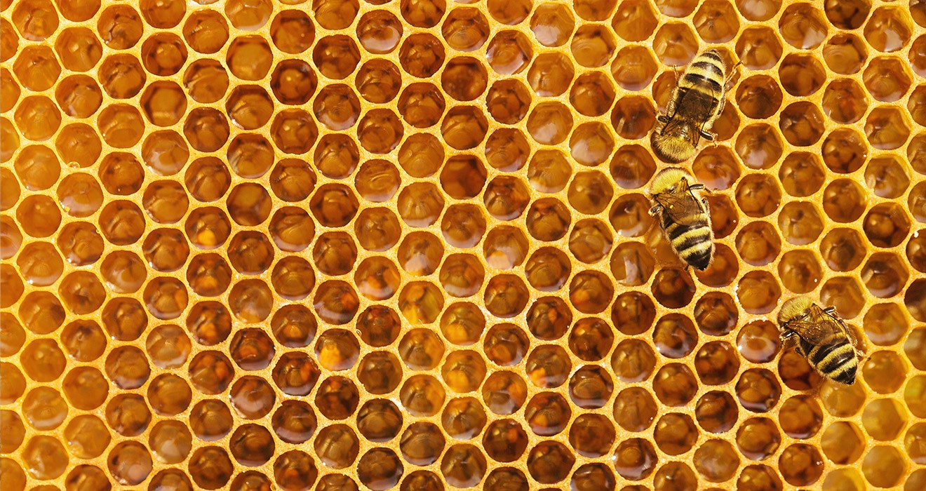 Honeycomb